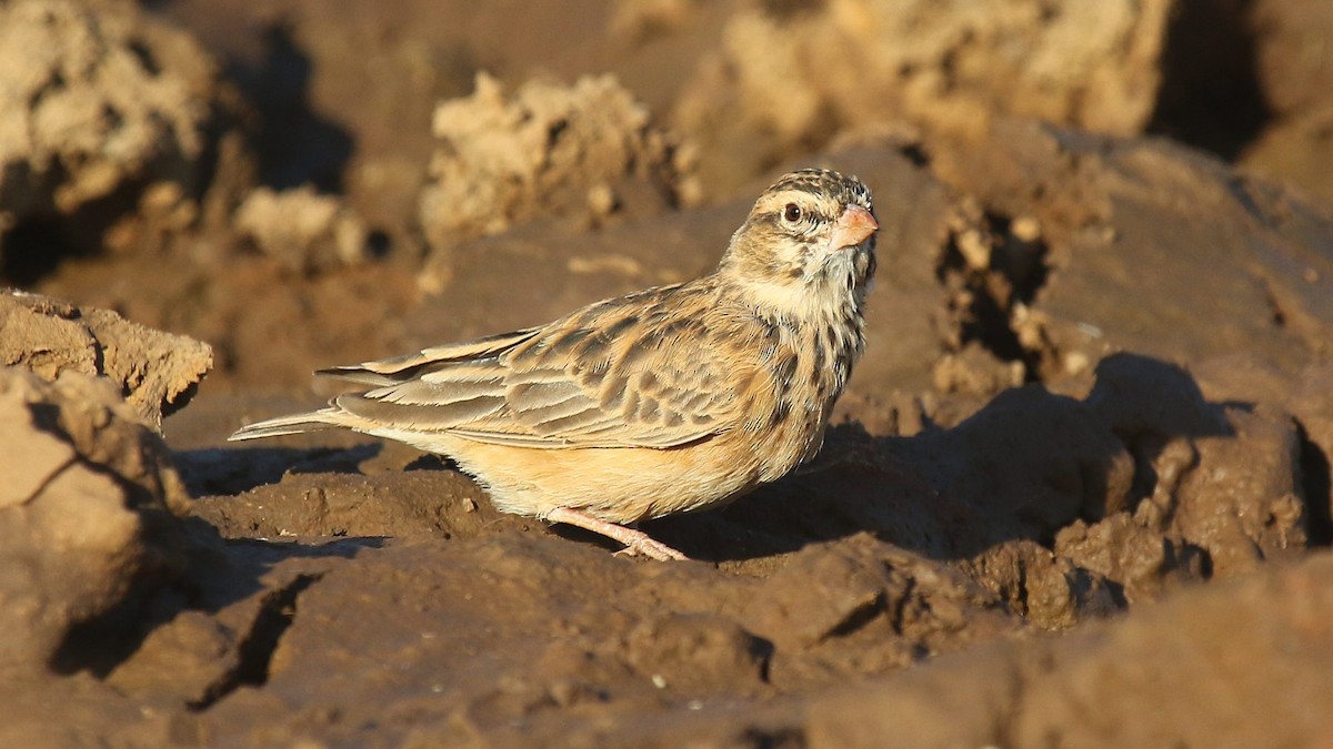 Pink-billed Lark - ML624424664