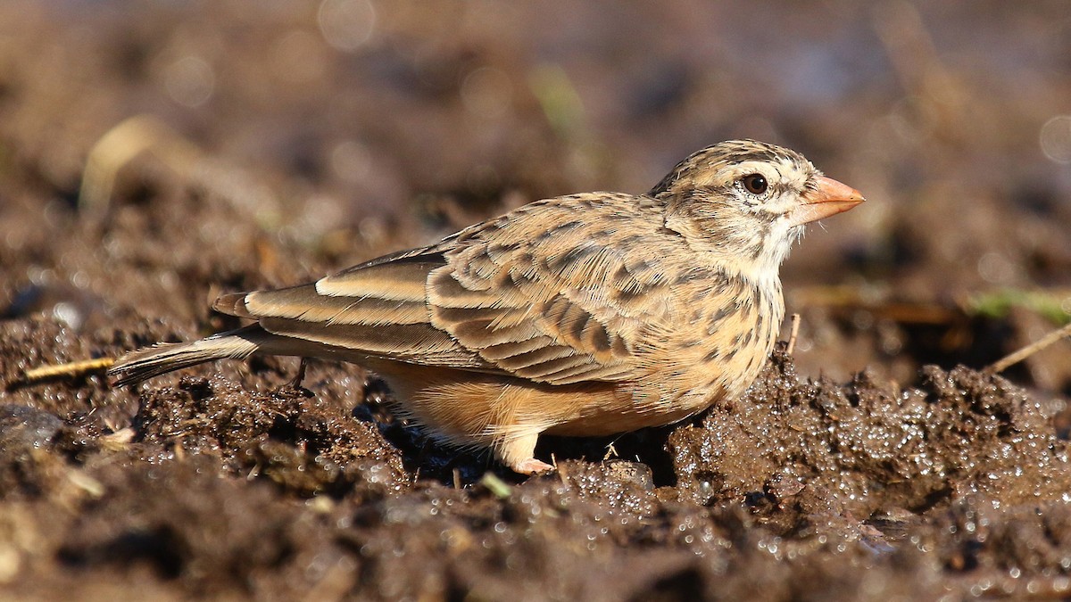 Pink-billed Lark - ML624424666