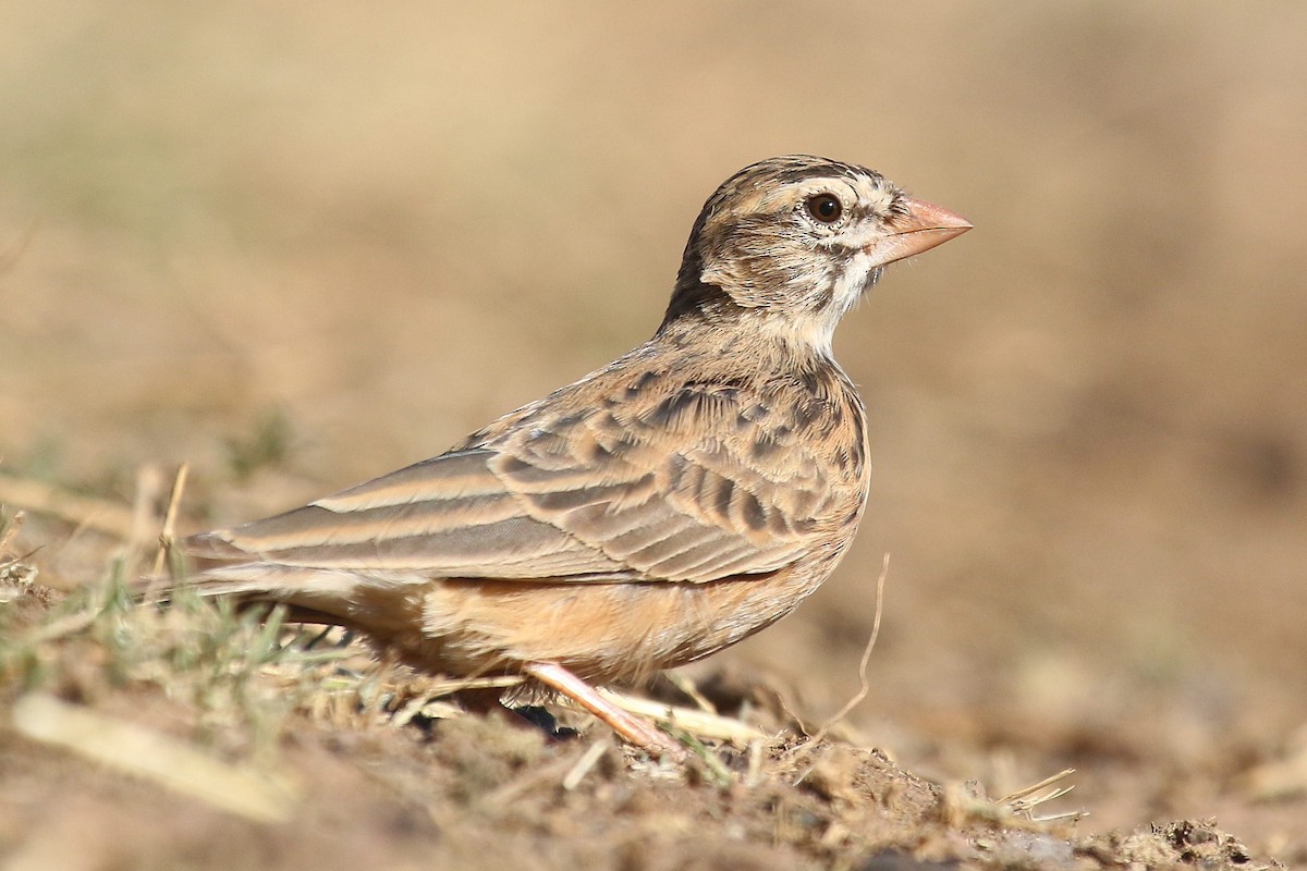 Pink-billed Lark - ML624424667