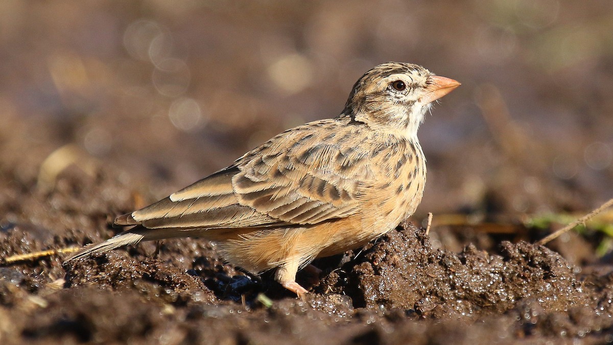 Pink-billed Lark - ML624424668