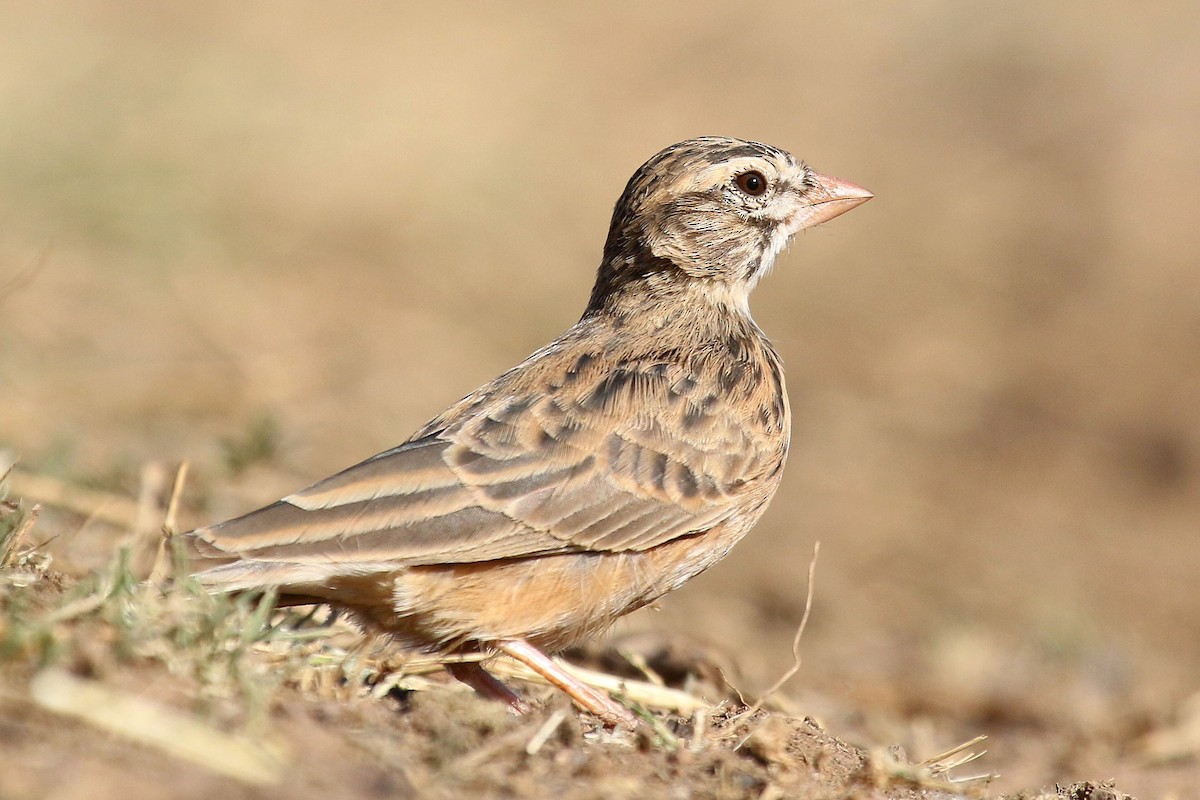 Pink-billed Lark - ML624424669