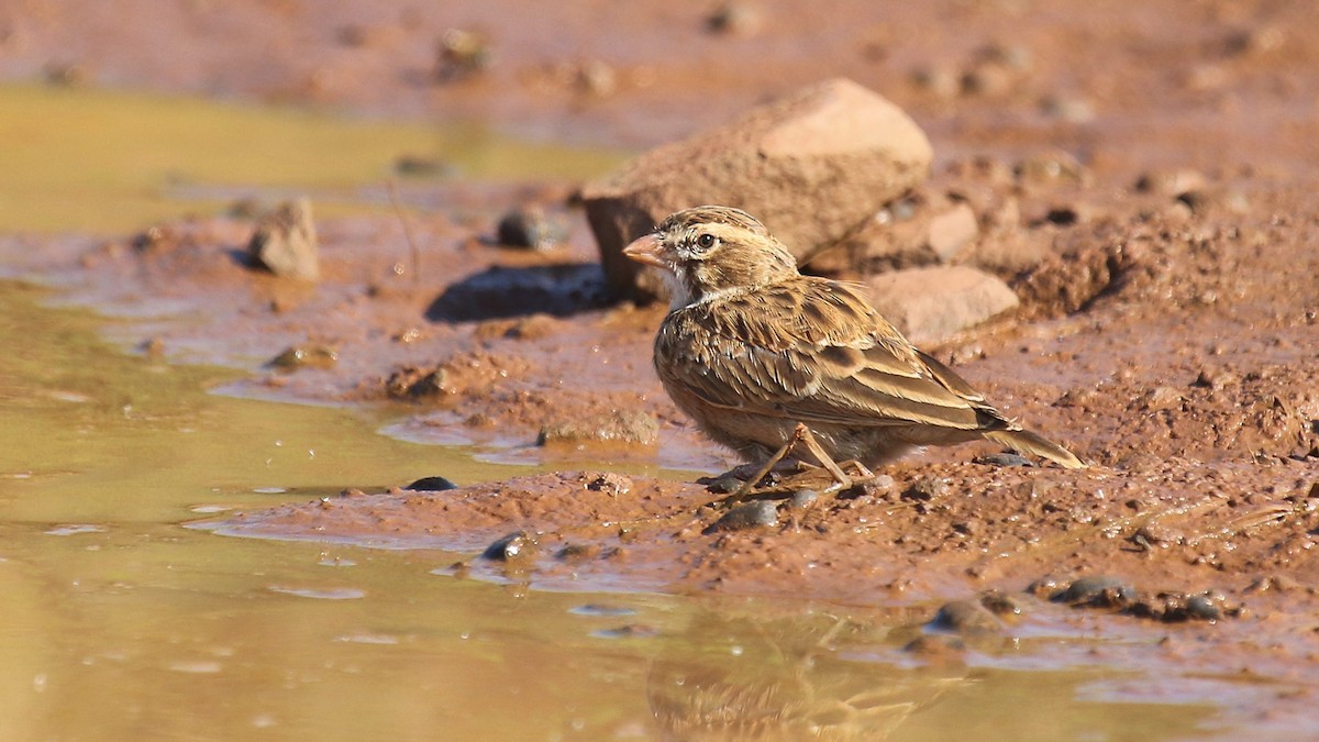 Pink-billed Lark - ML624424670