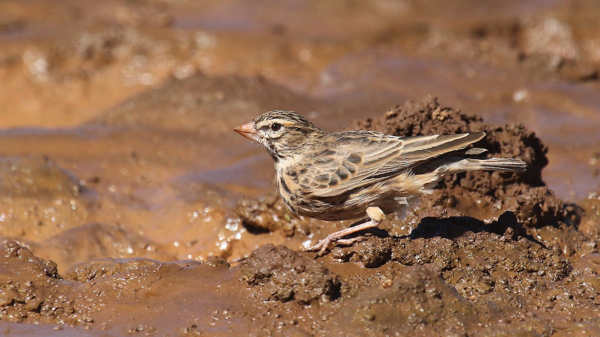 Pink-billed Lark - ML624424671