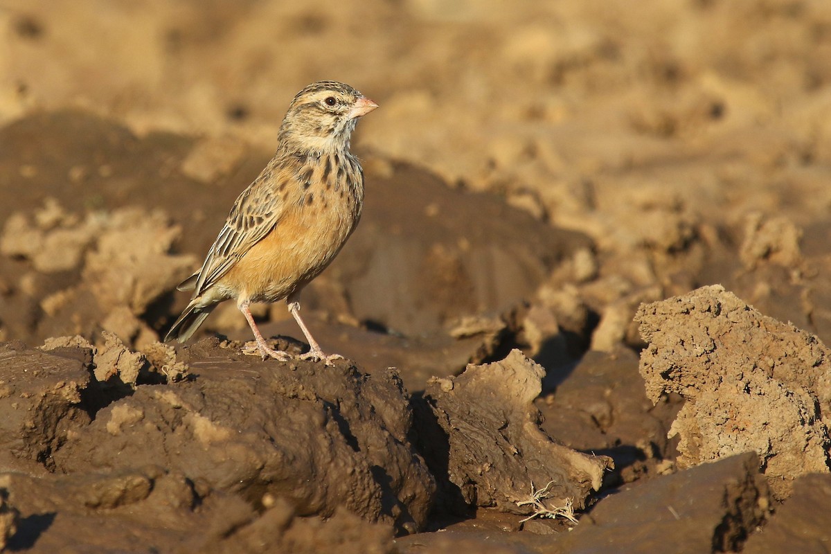 Pink-billed Lark - ML624424672