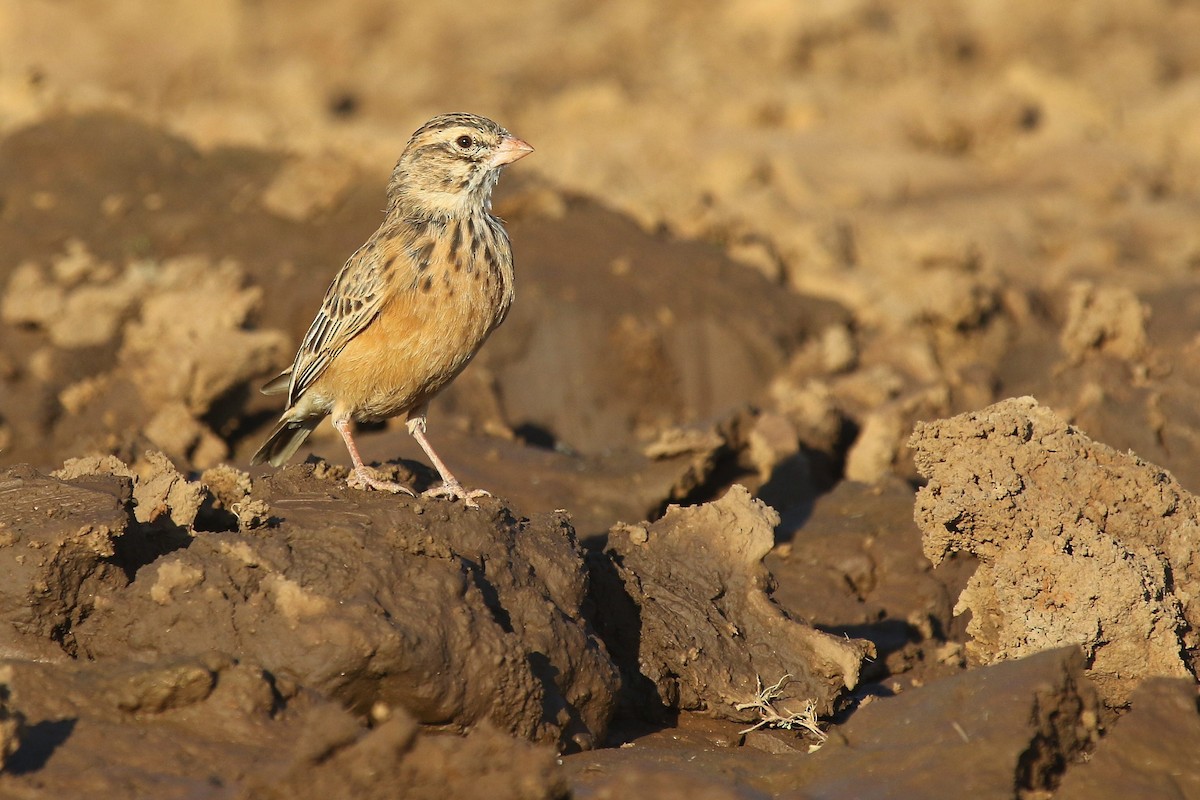 Pink-billed Lark - ML624424673