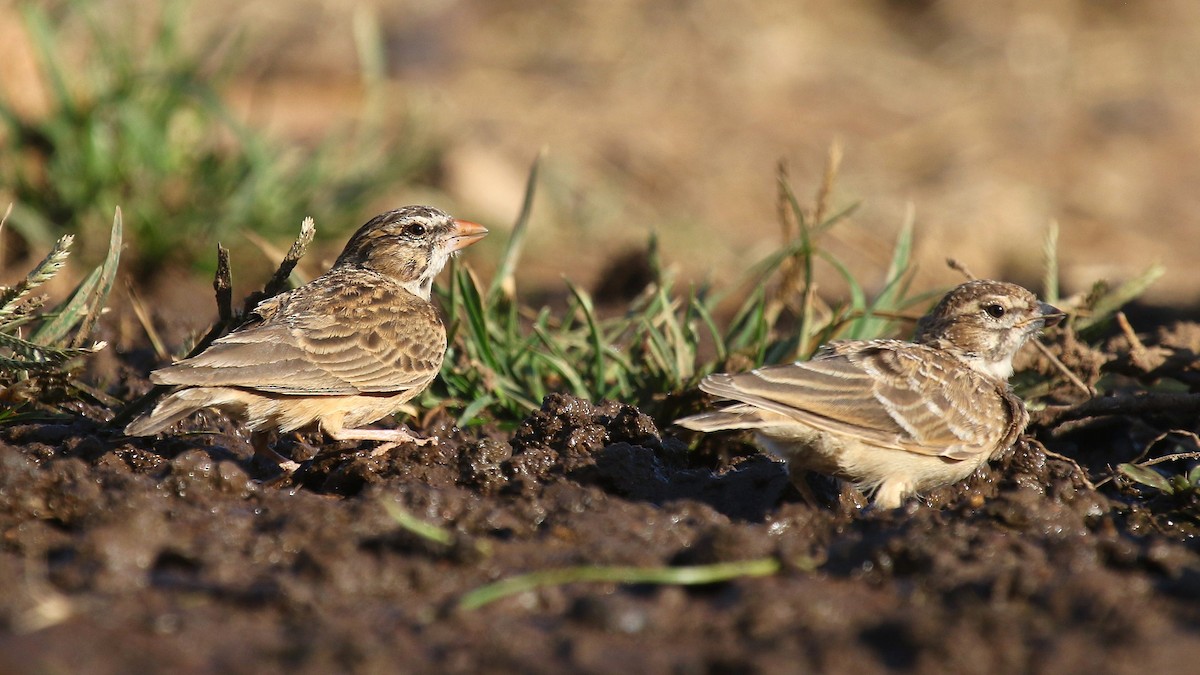 Pink-billed Lark - ML624424674