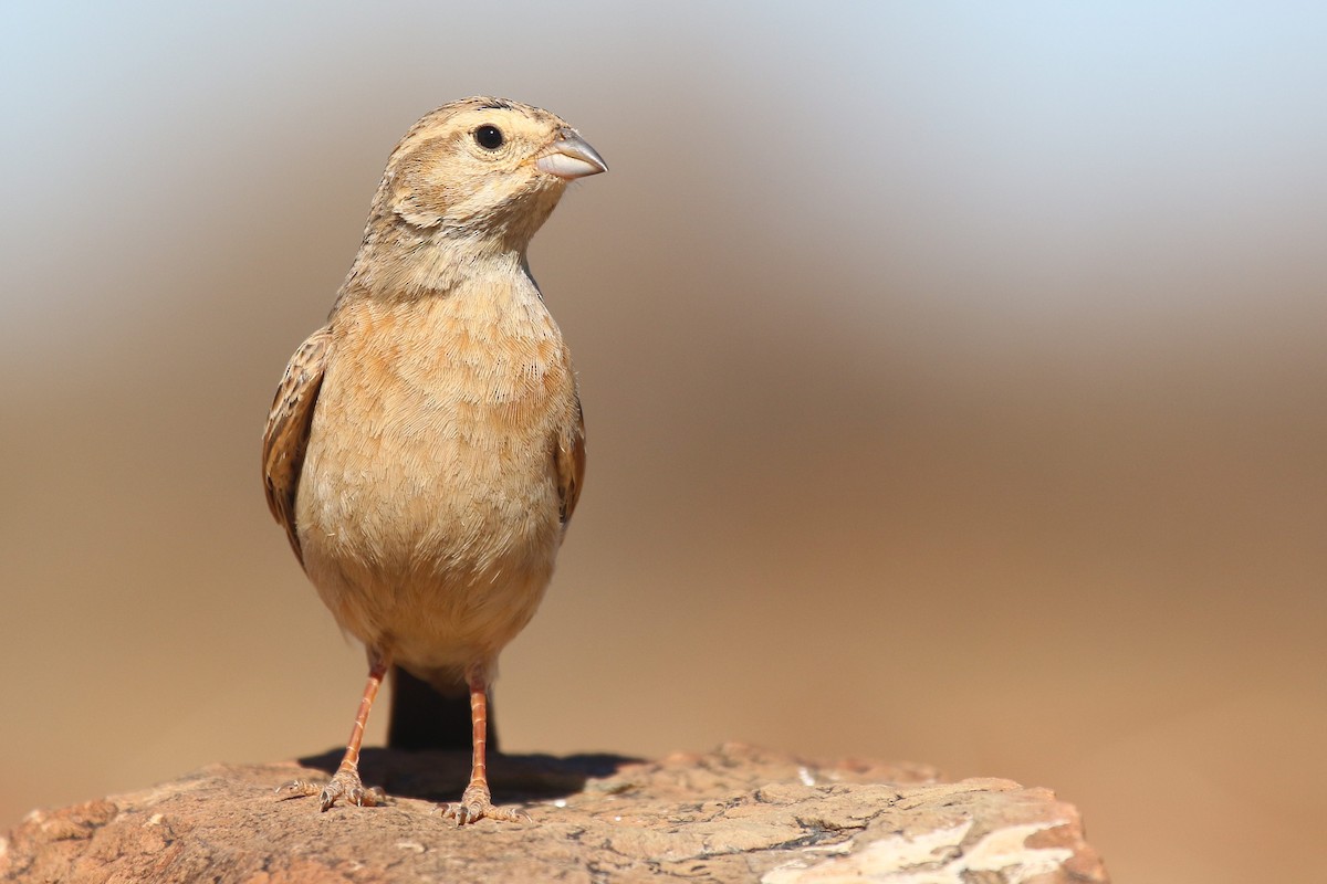 Lark-like Bunting - ML624424808