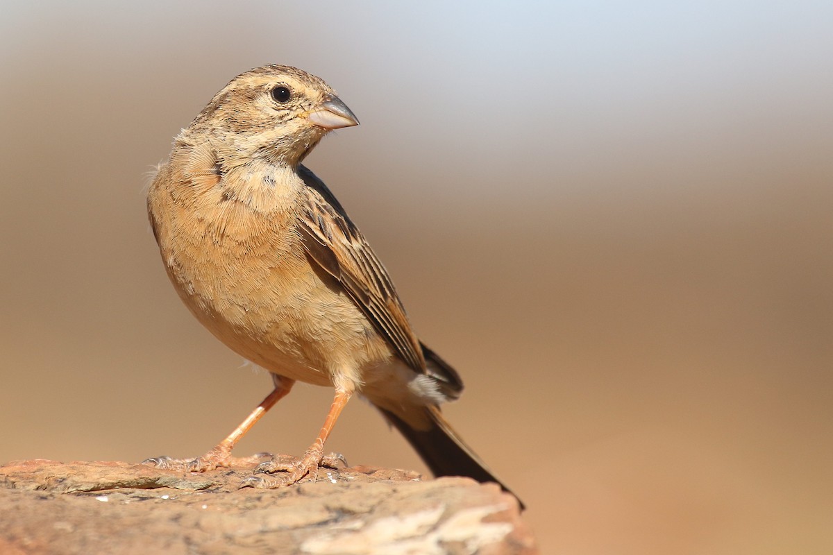 Lark-like Bunting - ML624424812