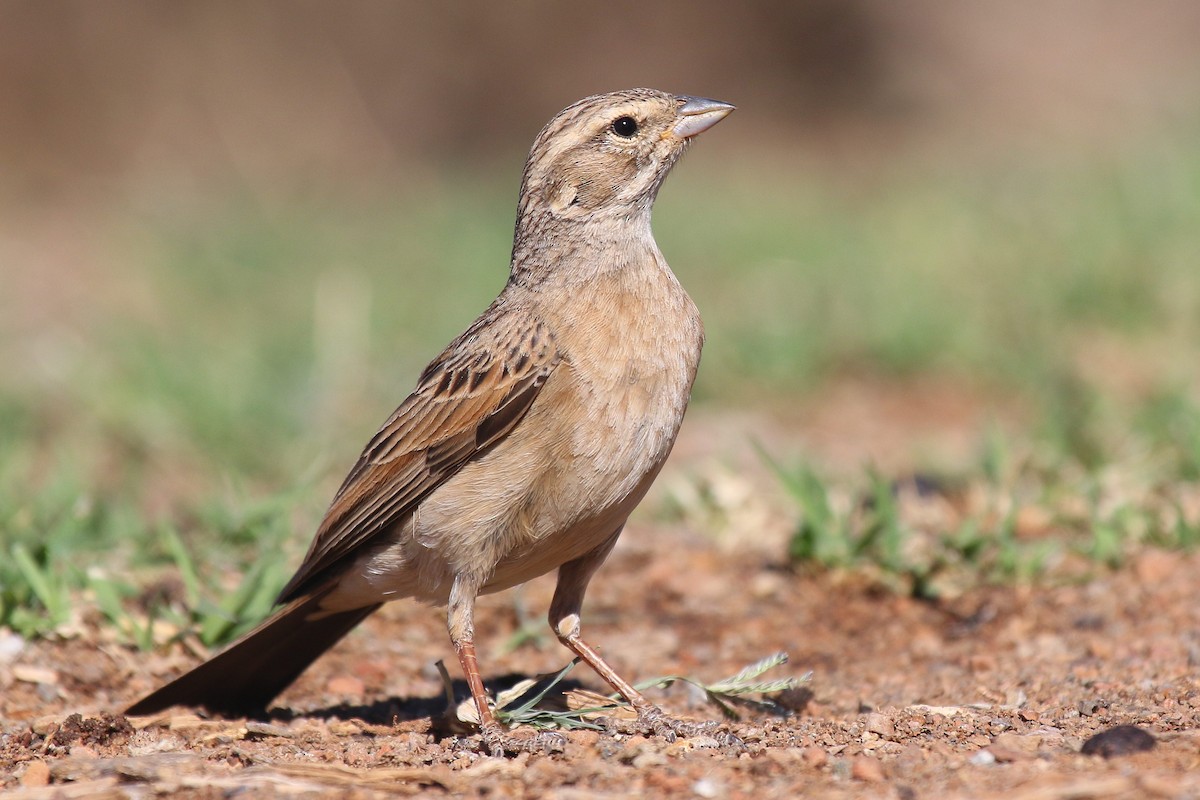 Lark-like Bunting - ML624424815