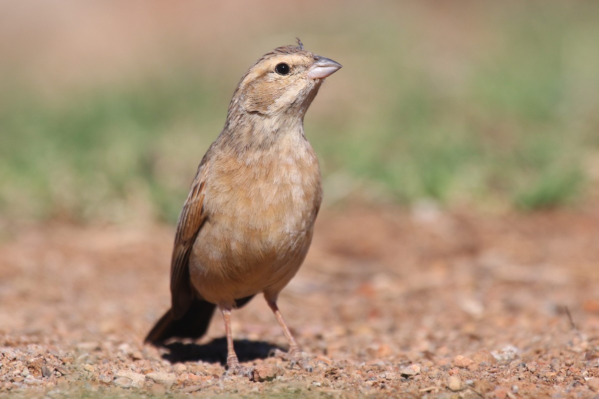 Lark-like Bunting - ML624424816