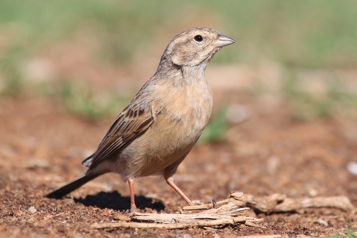 Lark-like Bunting - ML624424817