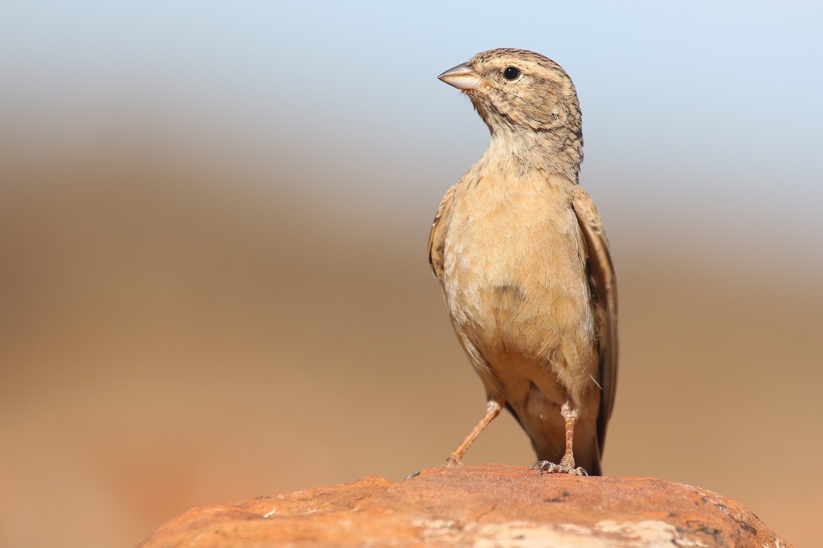 Lark-like Bunting - ML624424818