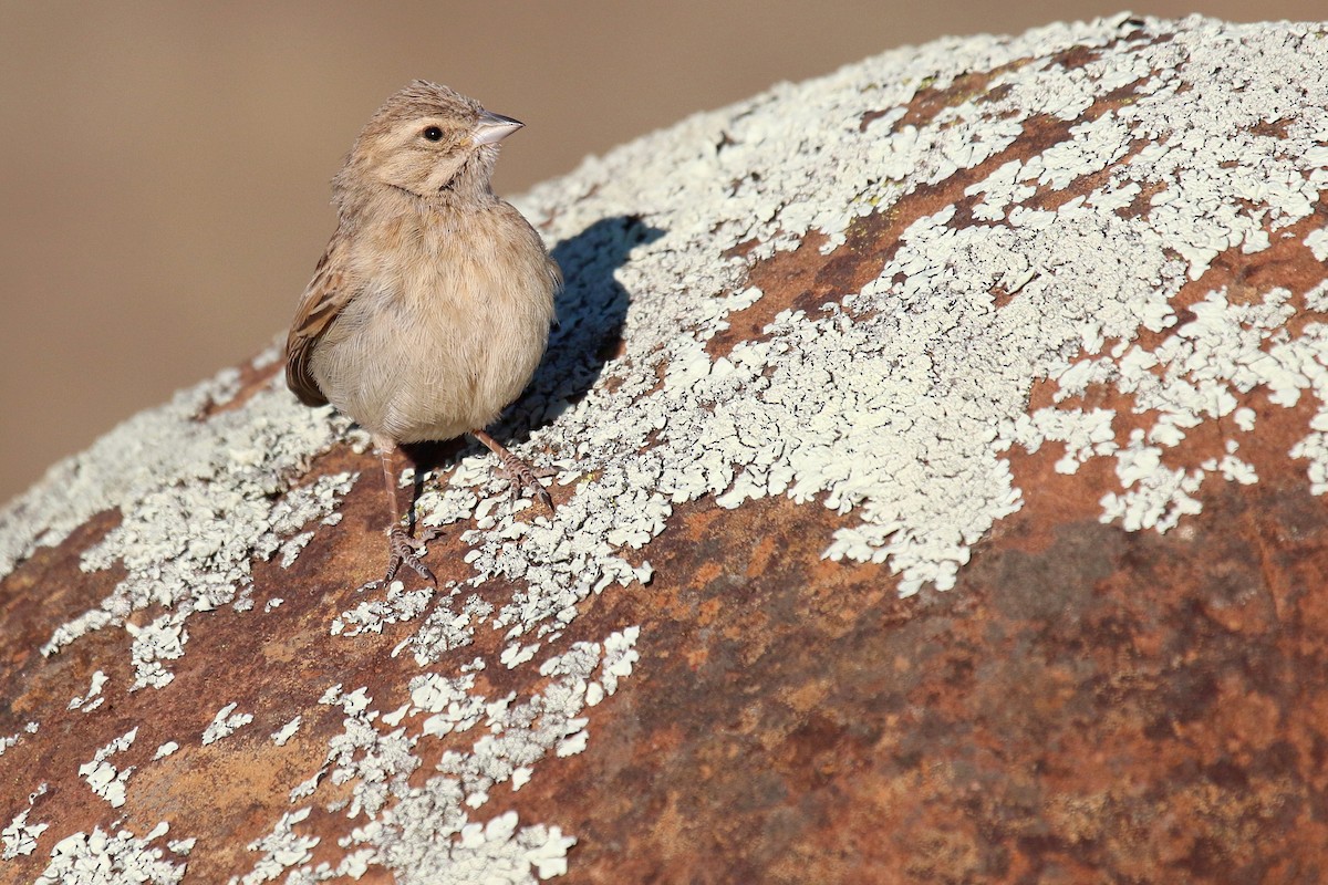 Lark-like Bunting - ML624424819