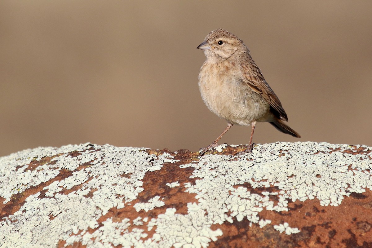 Lark-like Bunting - ML624424821