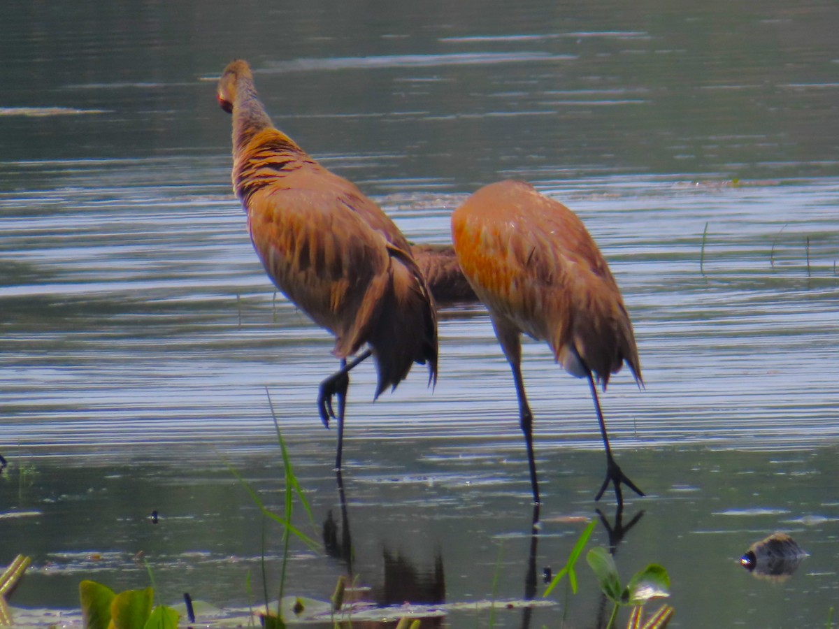 Sandhill Crane - ML624424890
