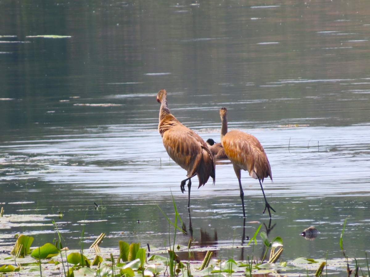 Sandhill Crane - ML624424891