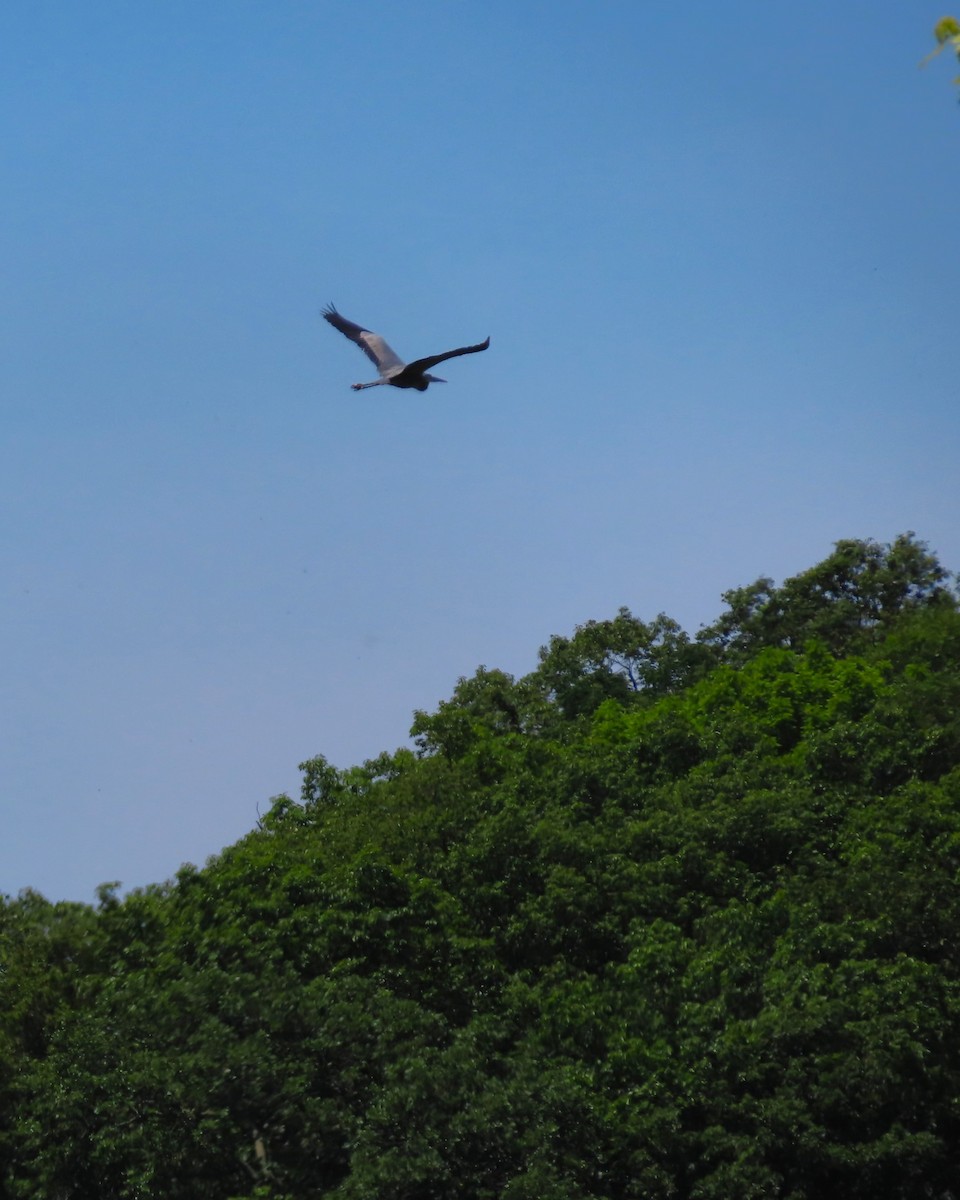Great Blue Heron (Great Blue) - ML624425004