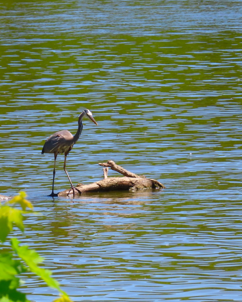 Great Blue Heron (Great Blue) - ML624425005