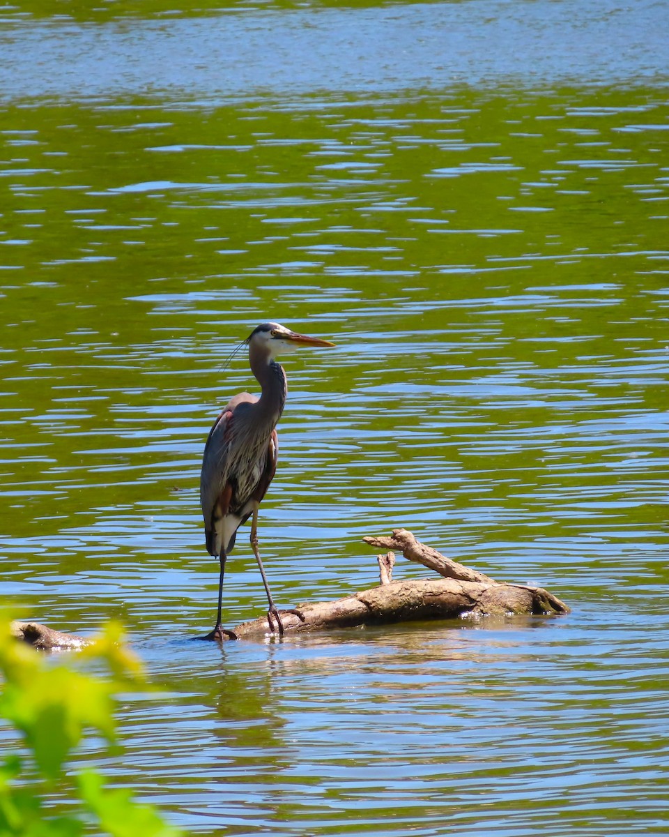 Great Blue Heron (Great Blue) - ML624425006