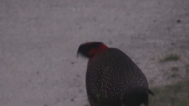 Tragopan satyre - ML624425155