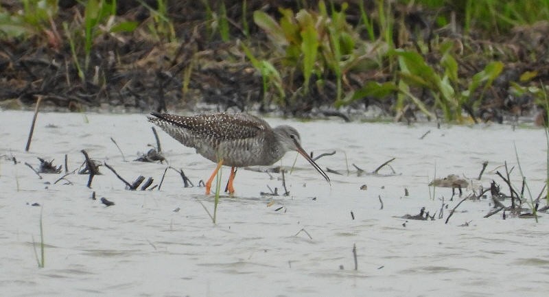 Spotted Redshank - ML624425156