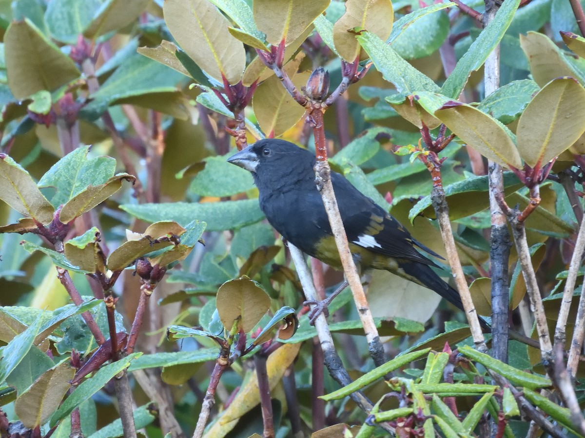 White-winged Grosbeak - Shirish Maharjan