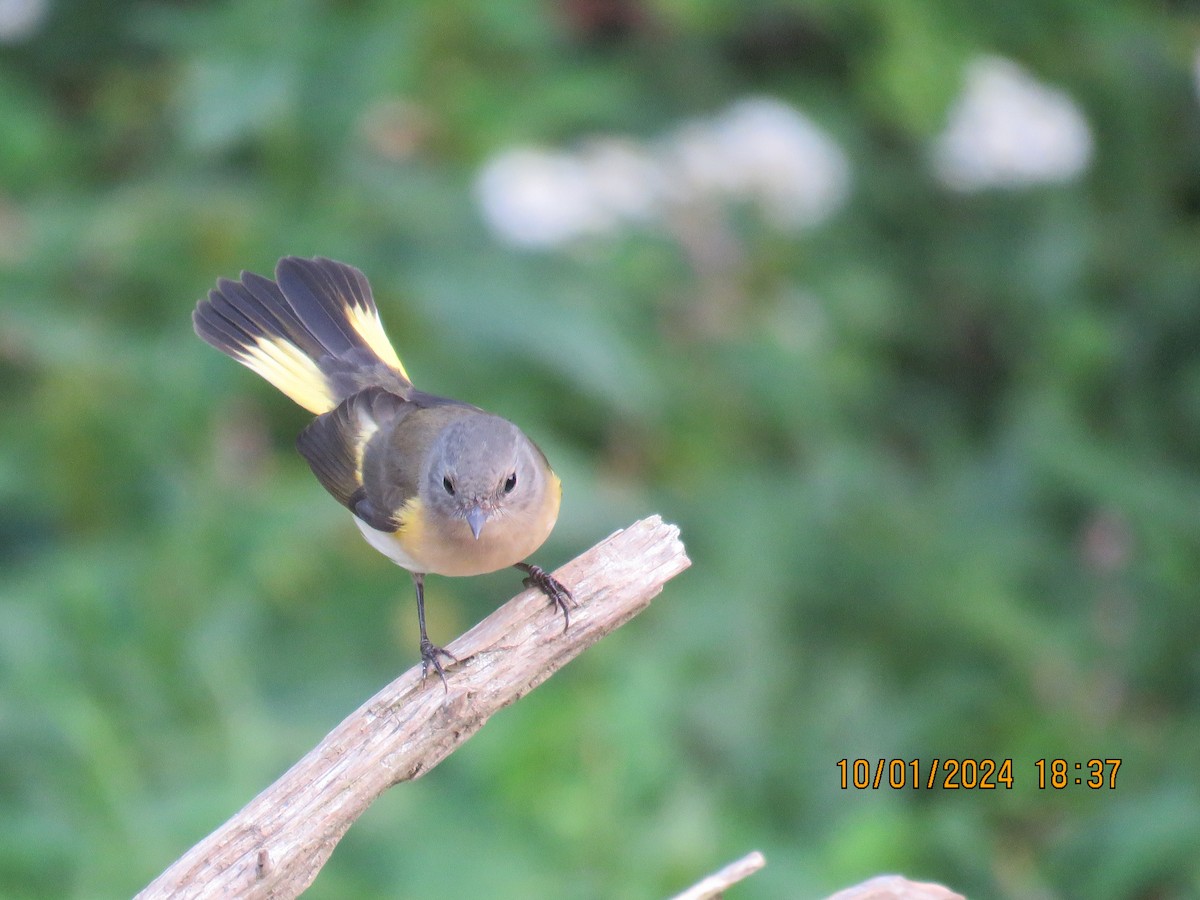 American Redstart - ML624425213