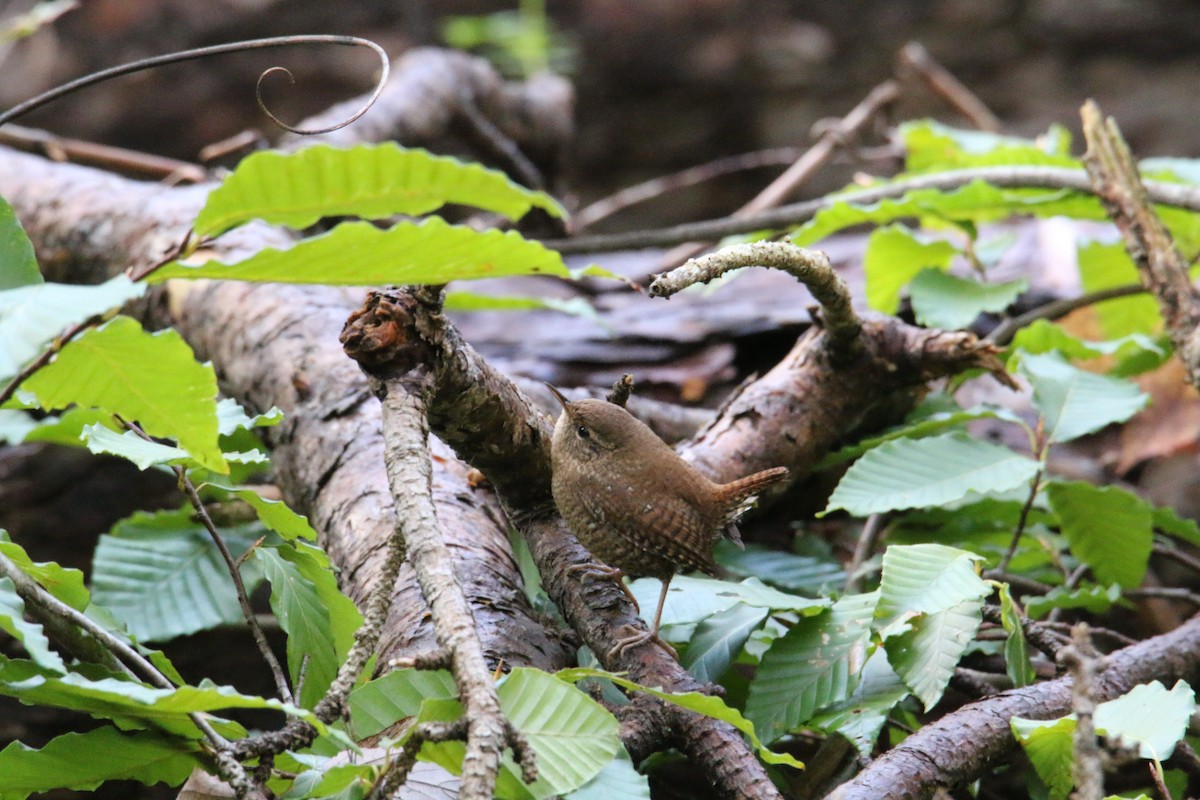 Troglodyte des forêts - ML624425217
