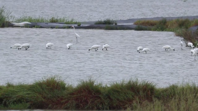 クロツラヘラサギ - ML624425228