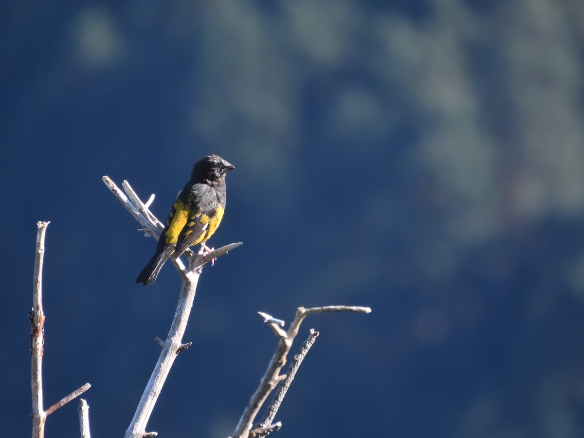 White-winged Grosbeak - ML624425546