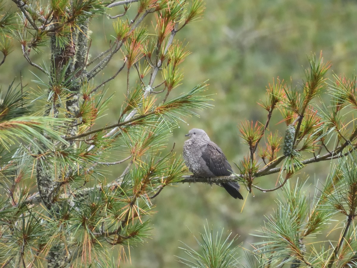 Speckled Wood-Pigeon - ML624425561