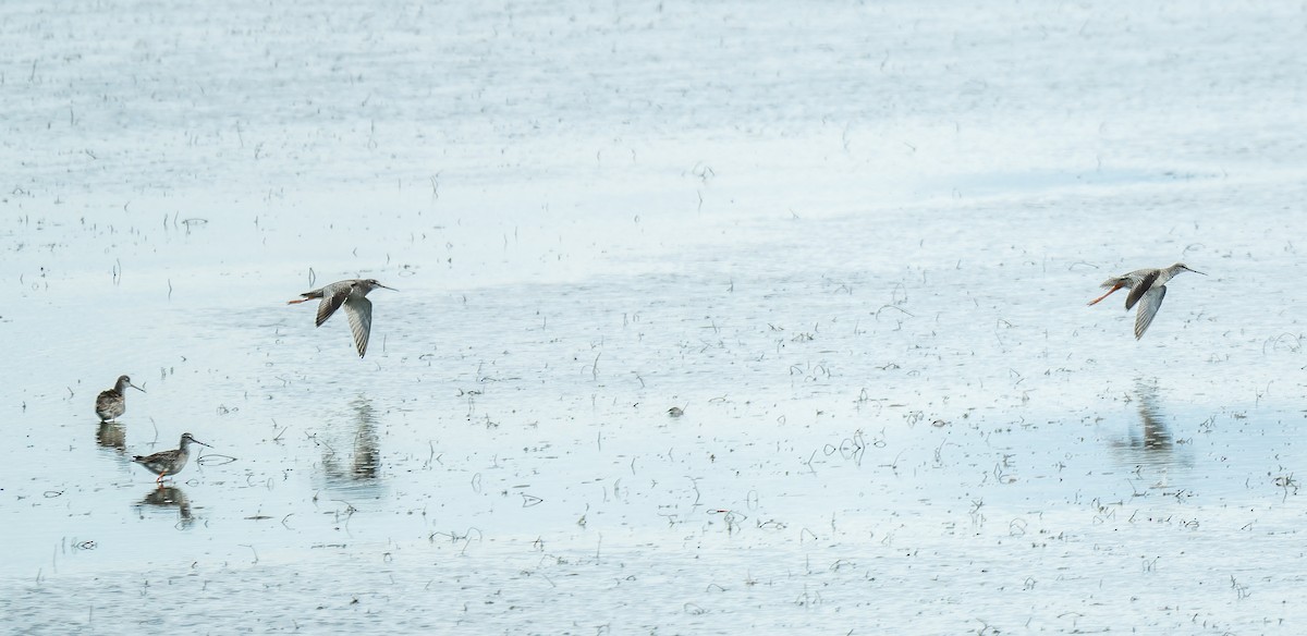 Spotted Redshank - ML624425569