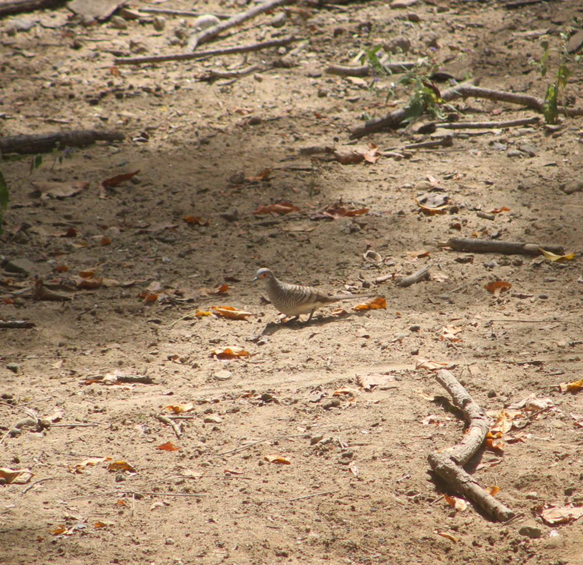 Barred Dove - Steven Kurniawidjaja