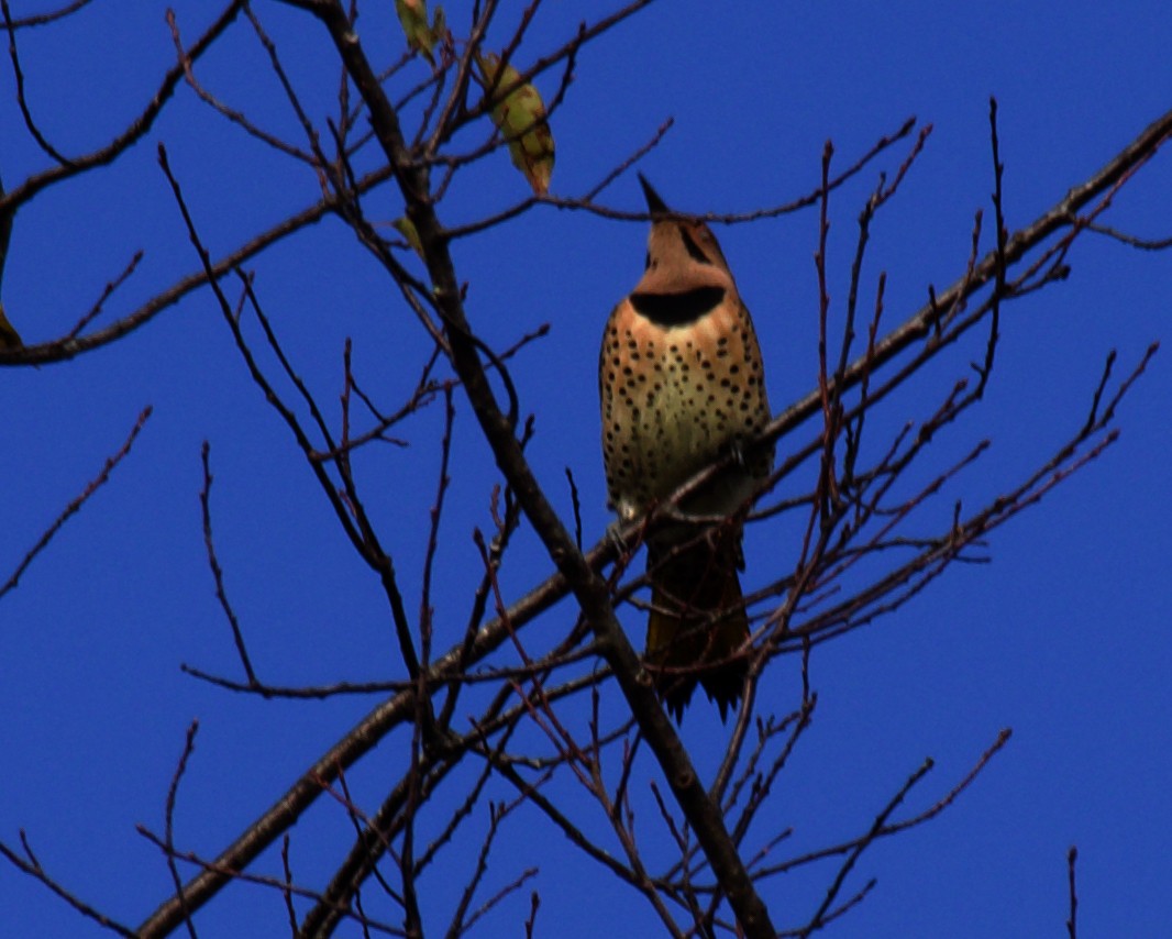 Northern Flicker - ML624425614