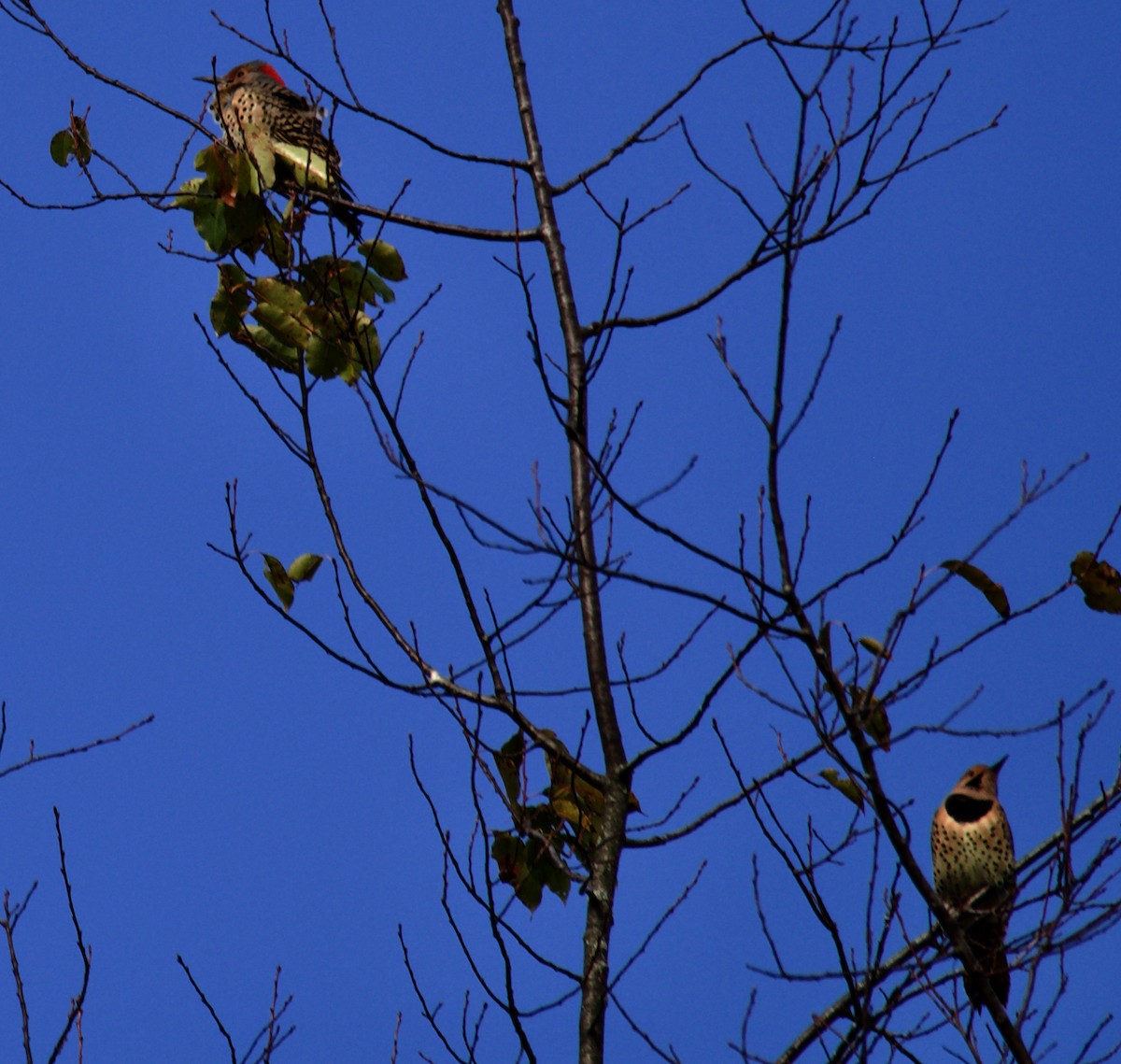 Northern Flicker - ML624425615