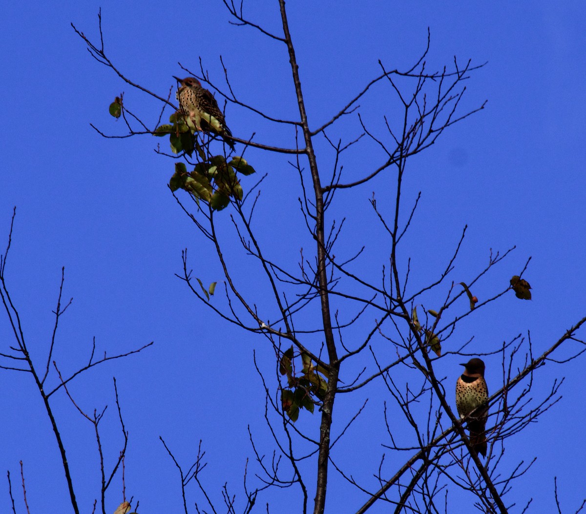 Northern Flicker - ML624425616