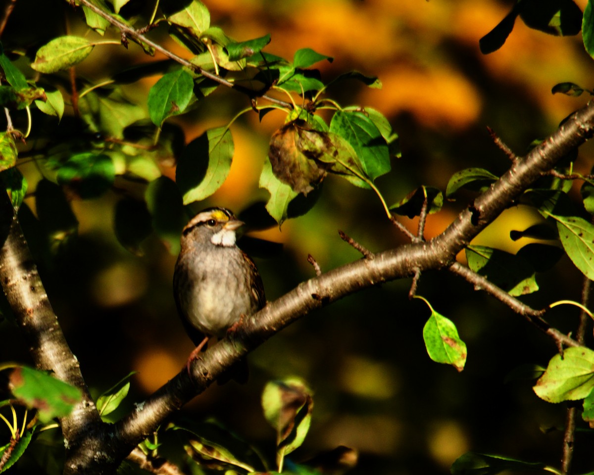 White-throated Sparrow - ML624425649