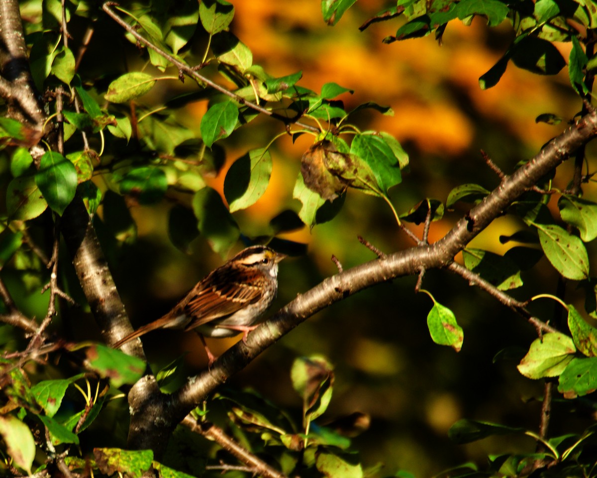 White-throated Sparrow - ML624425650