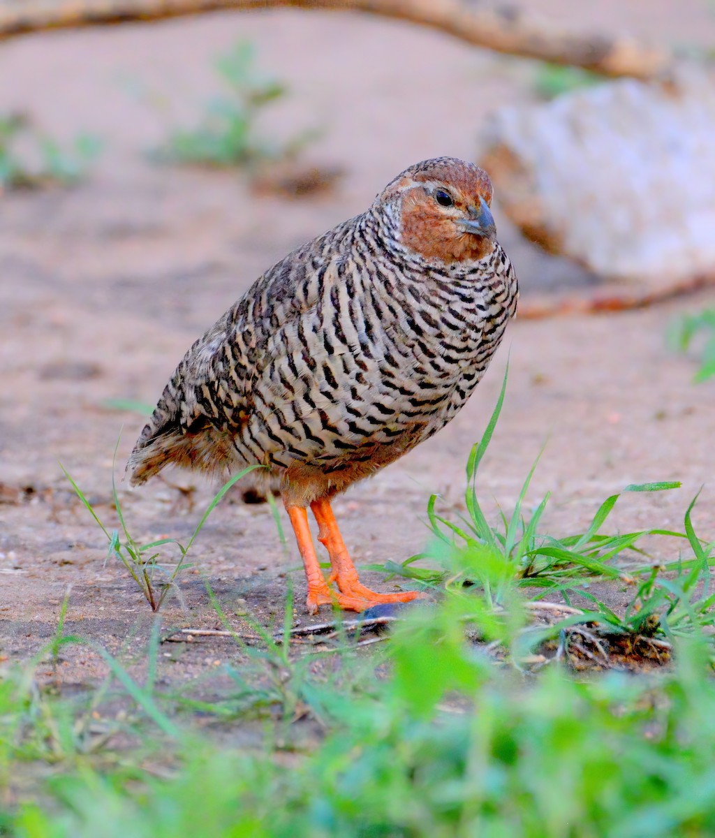 Rock Bush-Quail - ML624425666