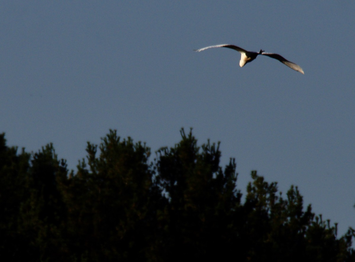 Great Egret - ML624425670