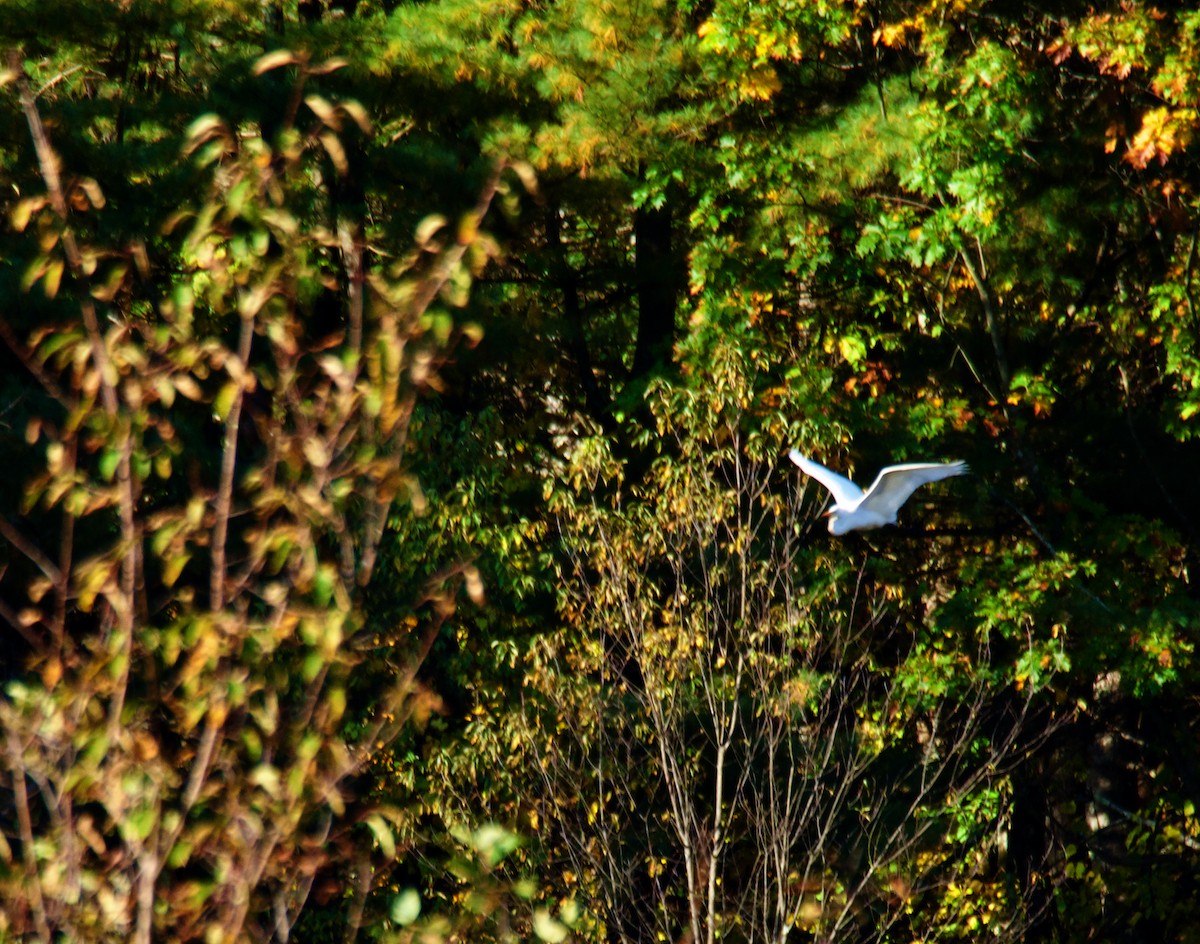 Great Egret - ML624425671