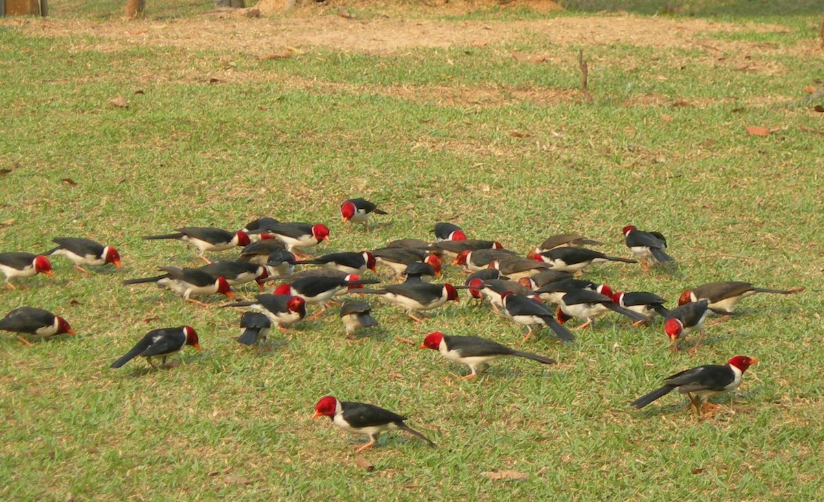 Yellow-billed Cardinal - ML624425708