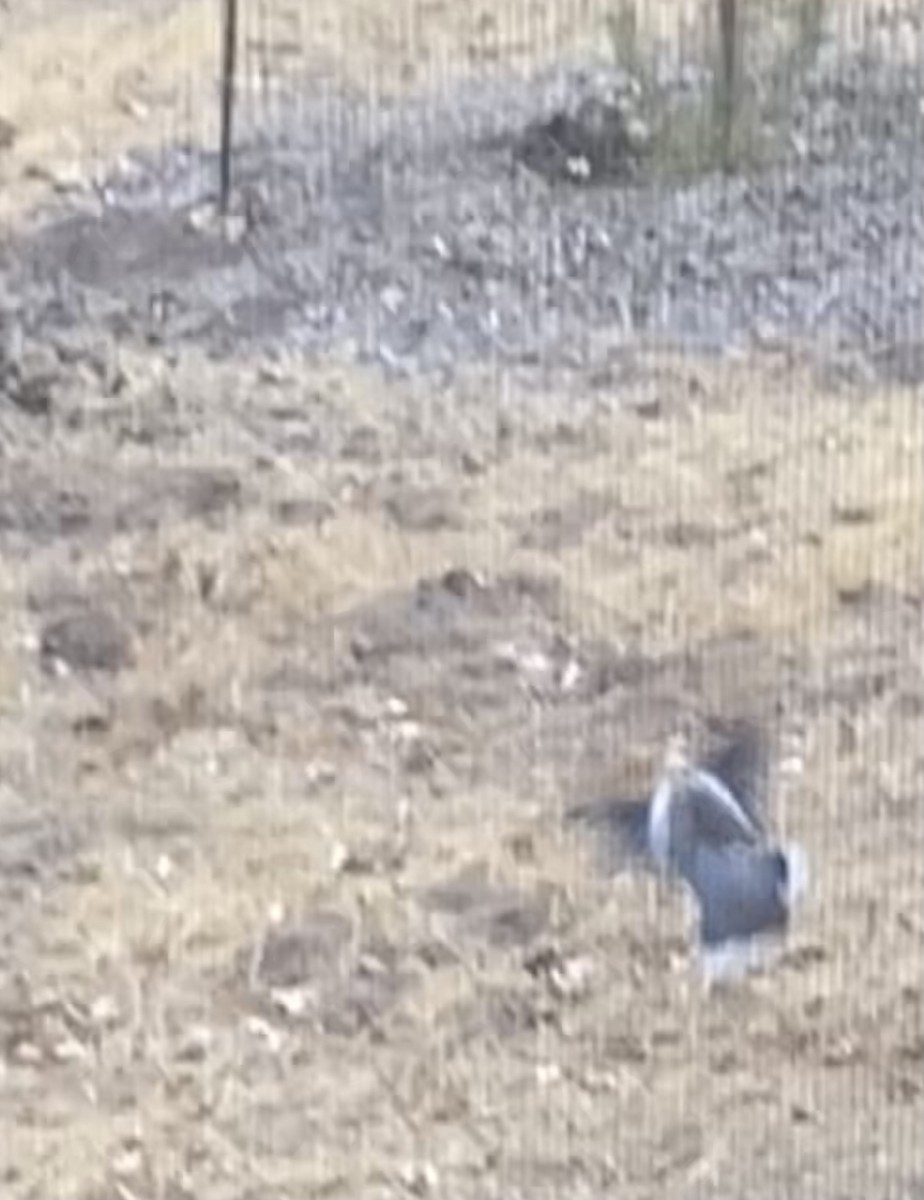 White-winged Dove - ML624425727