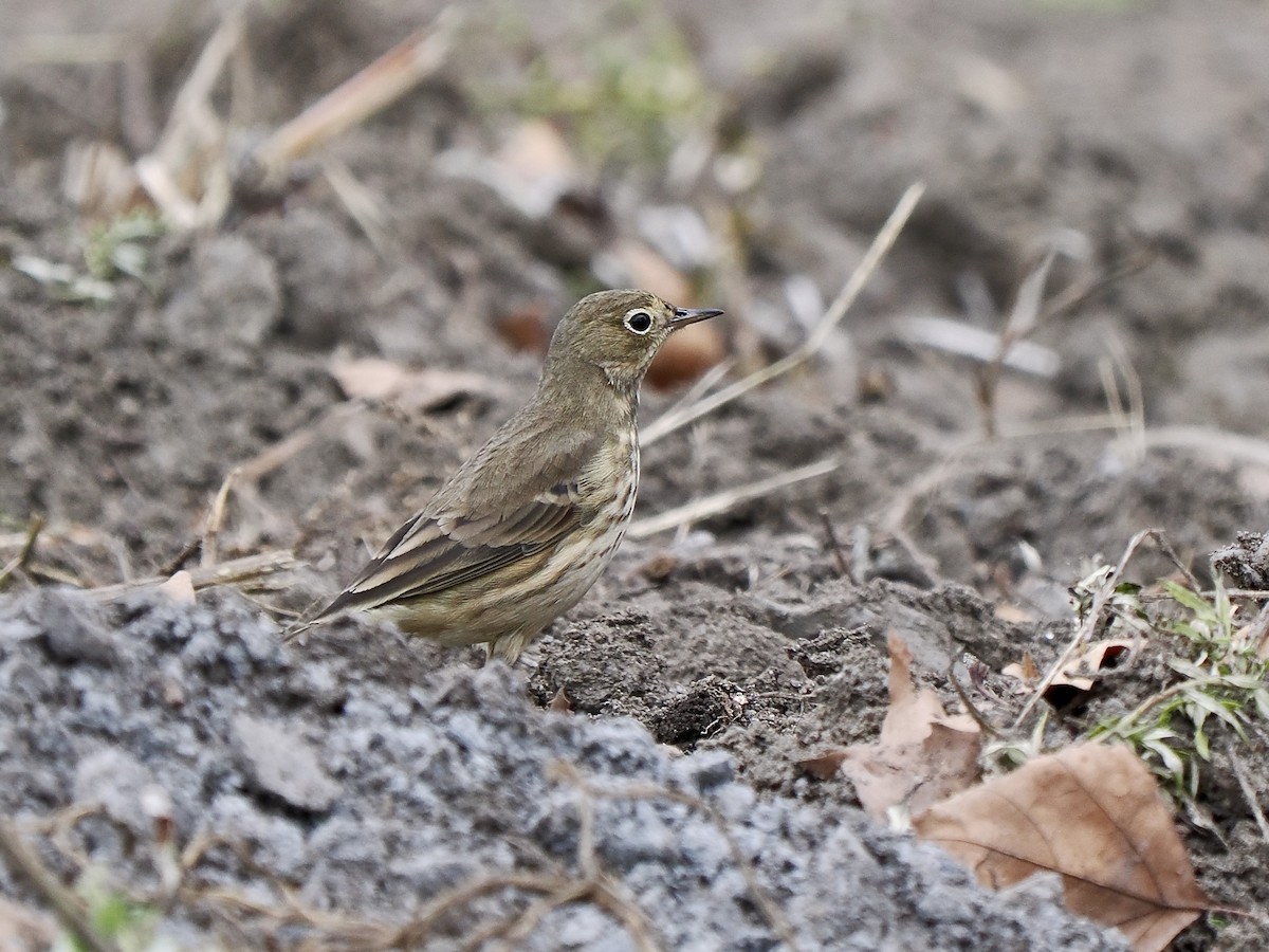 American Pipit - ML624425744