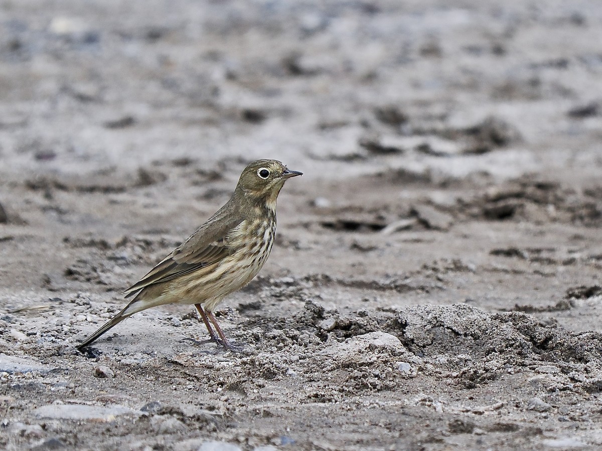 American Pipit - ML624425745