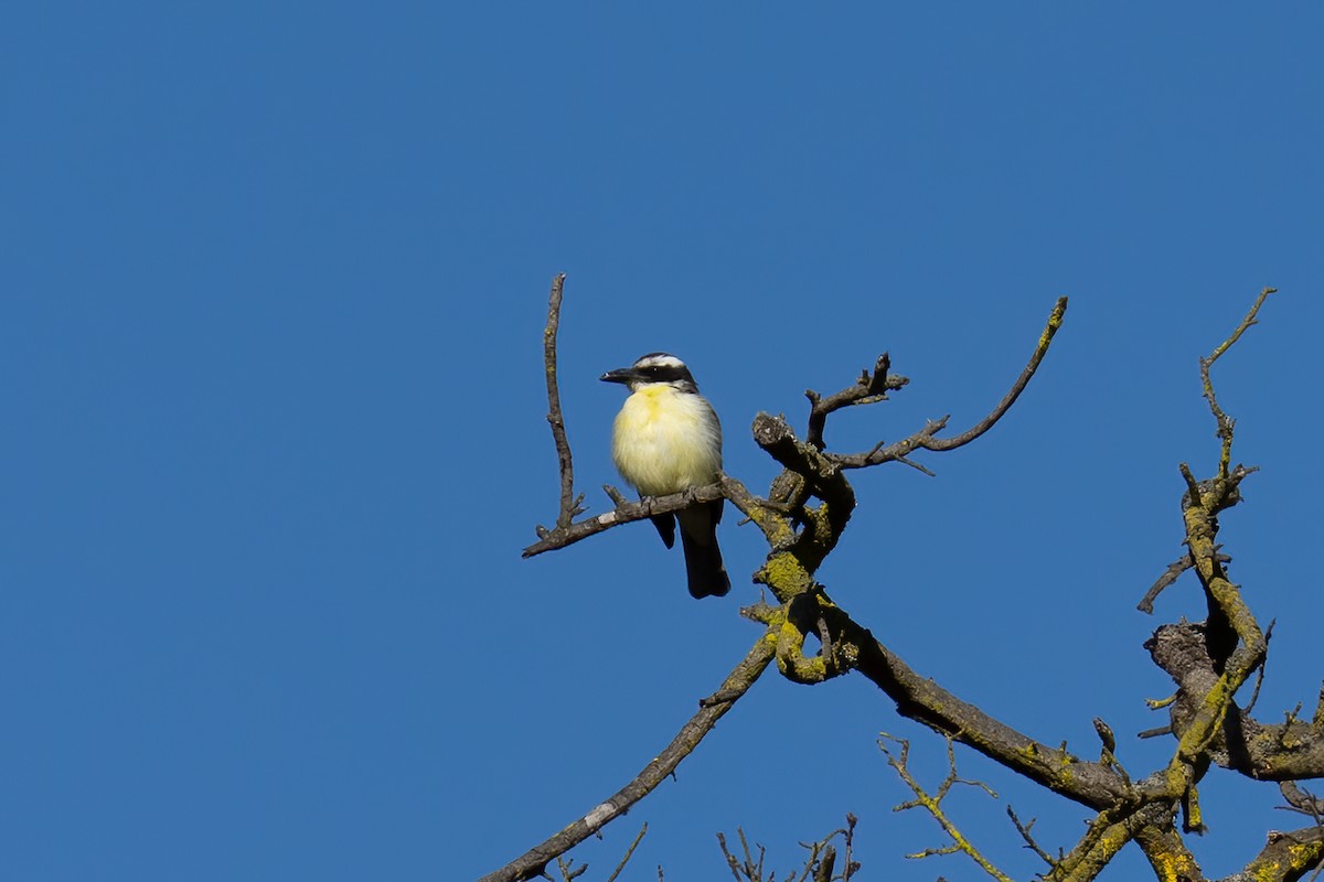 Boat-billed Flycatcher - ML624425749