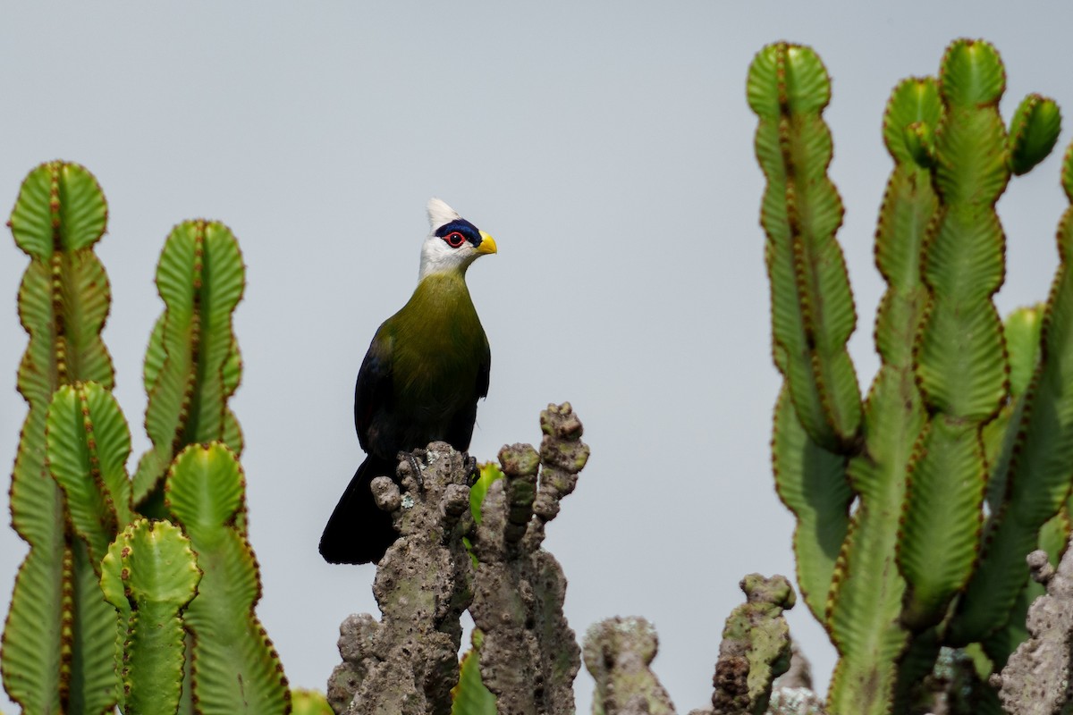 White-crested Turaco - ML624425776