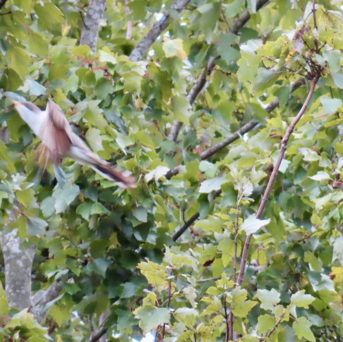 Yellow-billed Cuckoo - ML624425903