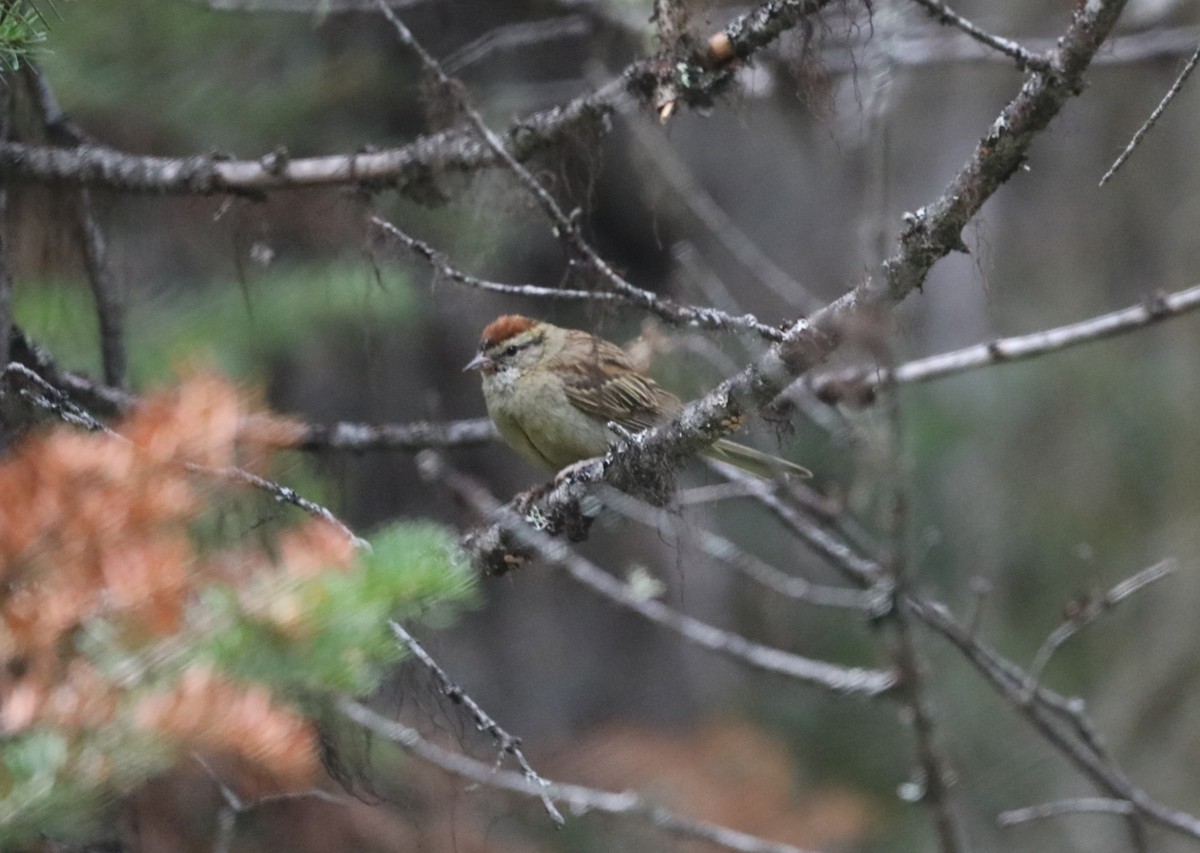 Chipping Sparrow - ML624425909