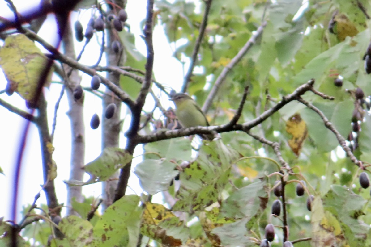 Philadelphia Vireo - ML624425914